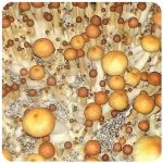 Псилоцибиновые (галлюциногенные)  грибы Psilocybin "Golden Teacher" в Печоре