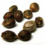 Семена марихуаны АК-47  (Seeds AK-47) в Печоре